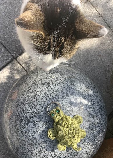 Kleine, kompakte Schildkröte