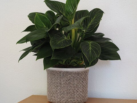 Häkelanleitung Behäkelter Übertopf "Trachtenwolle" 763082