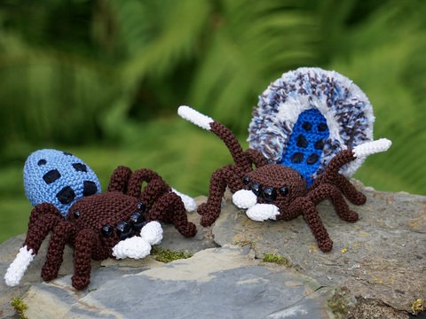 Pfauenspinne Maratus nigromaculatus Anleitung