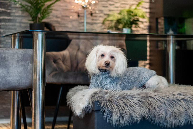 Strickanleitung - Aijos Basic Sweater Hundepullover