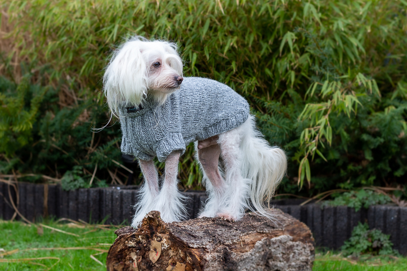 Strickanleitung - Aijos Basic Sweater Hundepullover