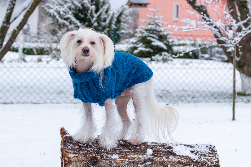 Strickanleitung - Aijos Basic Sweater Hundepullover