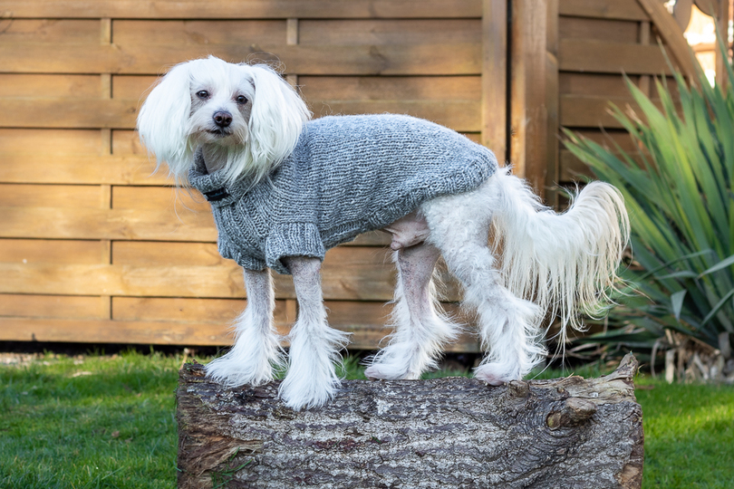 Strickanleitung - Aijos Basic Sweater Hundepullover