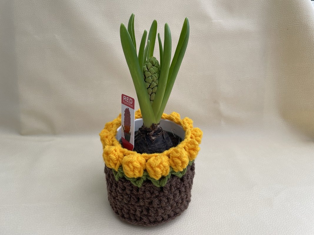 Hyazinthenknospe in braun-gelb-grün gehäkelter Topfhülle vor hellem Hintergrund.