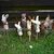 Häkelanleitung Fingerpuppe Hase