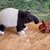 Tapir