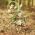 Lily of the valley - flower fairy - crochet pattern