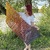 Arda Shawl
