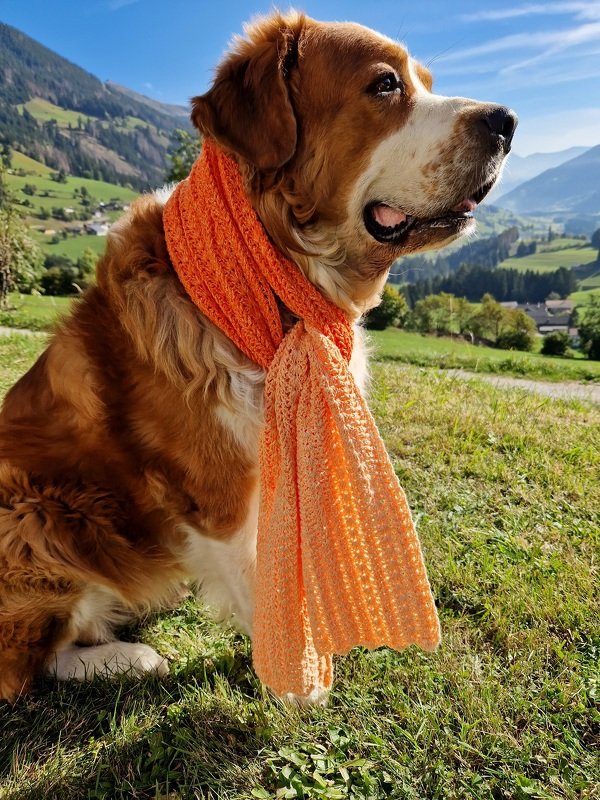 Braun-weißer Hund mit leuchtend orangefarbenem, gehäkeltem Schal vor Bergen.