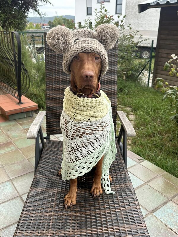 Brauner Hund auf Gartenstuhl trägt pastellgrünes gehäkeltes Dreieckstuch und beigefarbene Bommelmütze