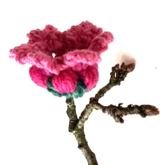 Die vielseitig verwendbare Blüte