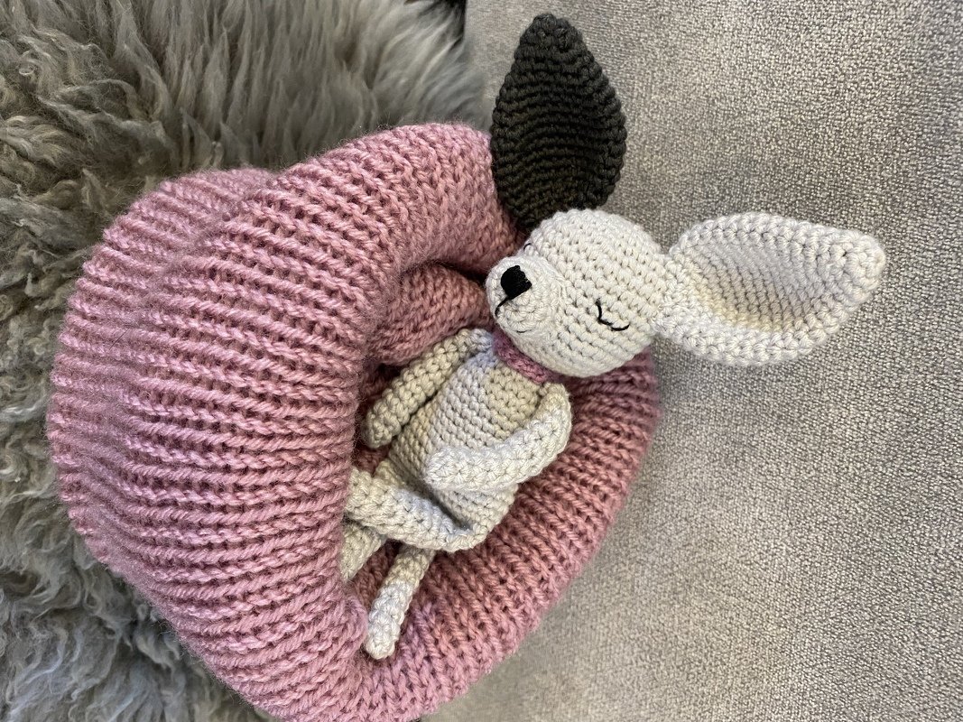 kleiner Chihuahua mit kuscheligem Hundebettchen