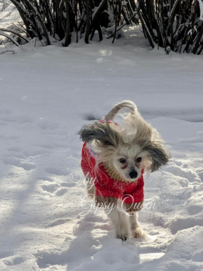Häkelanleitung Hundepullover Heinrich