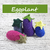 Miniature eggplant