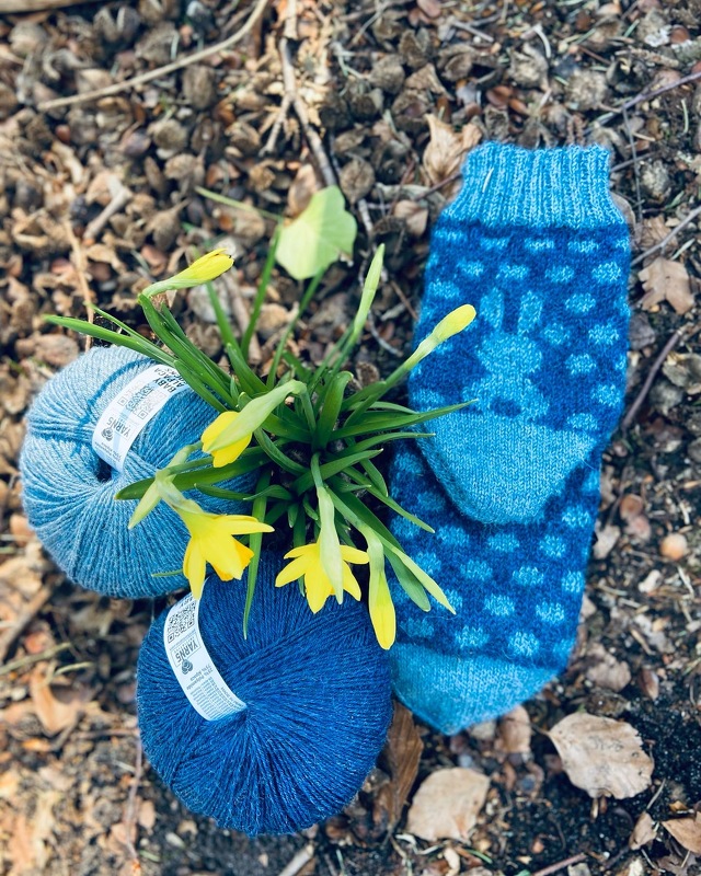 Handgestricktes blaues Kindersockenpaar mit Hasenmuster, zwei Knäuel blaue Alpakawolle und gelbe Osterglocken auf Erde