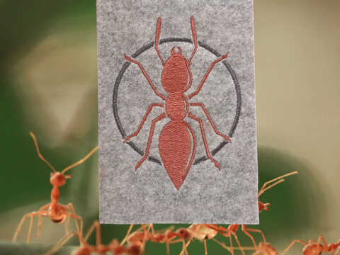 Stickdatei - Ameise - Ameisenbutton - Tiere - 2 Größen