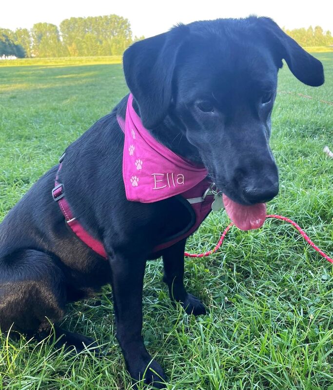 Hundehalstuch - Halstuch für Hunde nähen