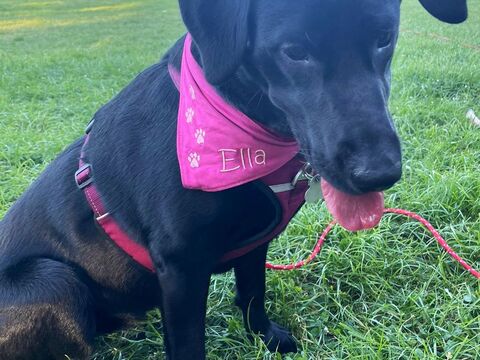 Hundehalstuch - Halstuch für Hunde nähen