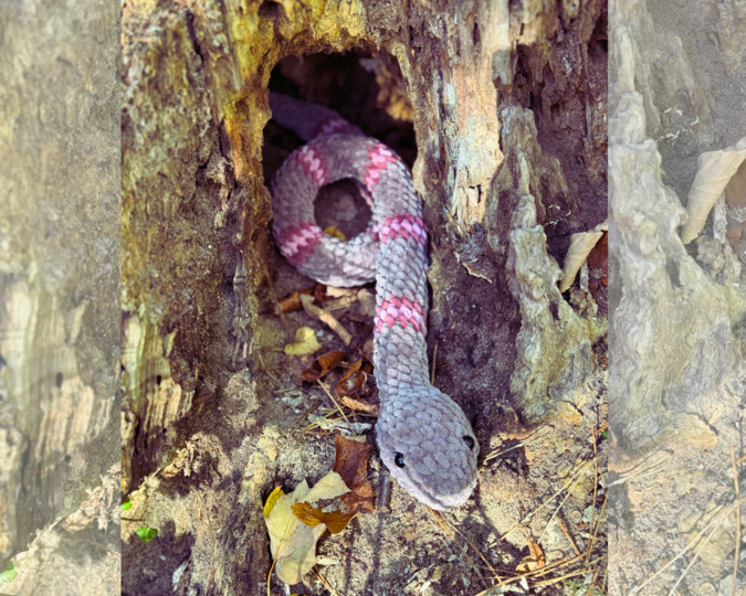 Häkelanleitung: Schlange | 80cm