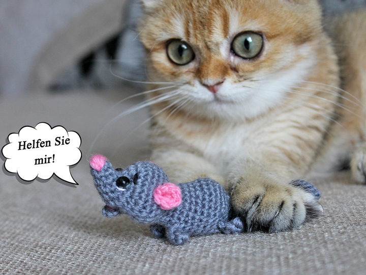 A mouse for a kitten