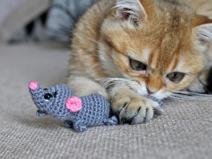 A mouse for a kitten