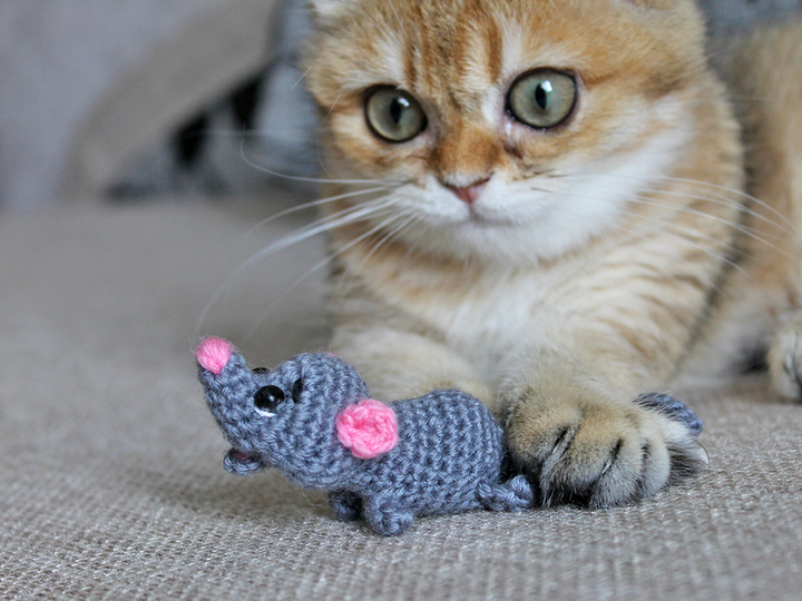 A mouse for a kitten
