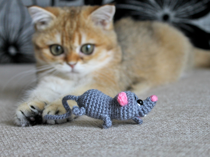 A mouse for a kitten