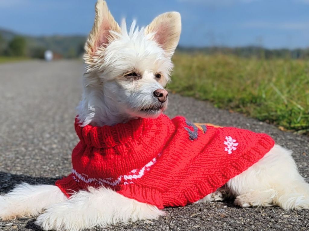 Strickanleitung Christmas Woof