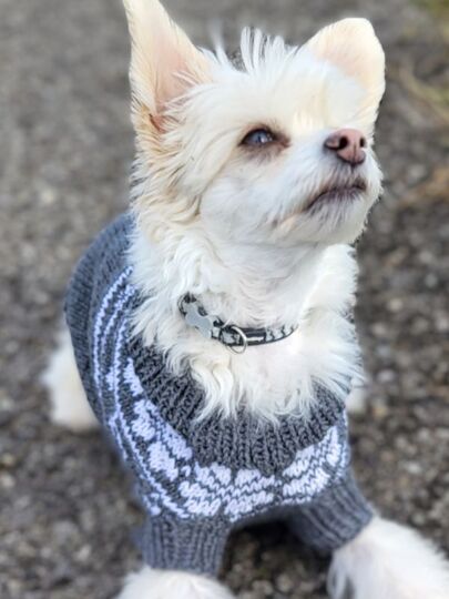 Strickanleitung Hundepullover Nordic Woof