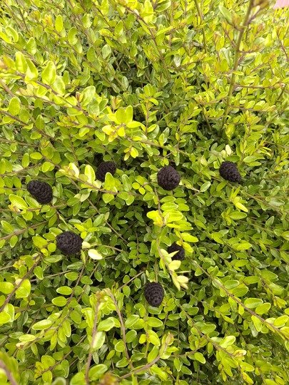 Himbeere & Brombeere