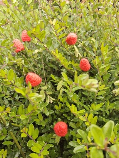 Himbeere & Brombeere