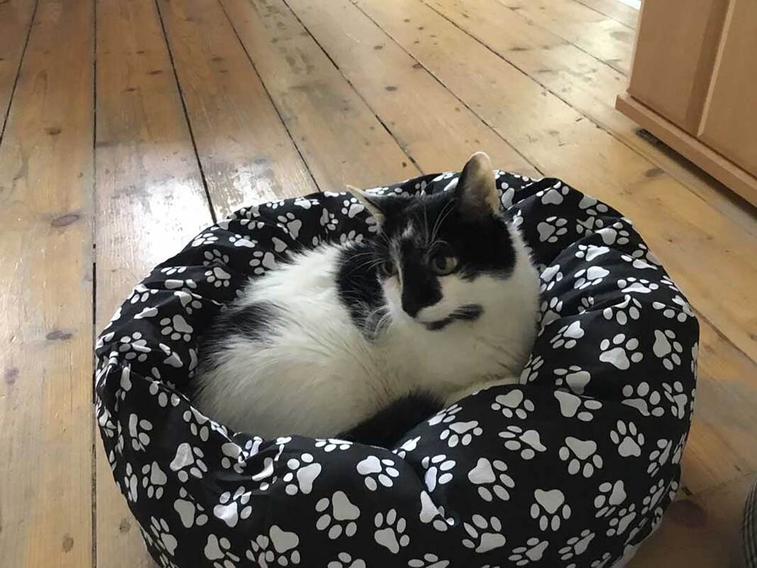 Nähanleitung: Katzen- Hundebettchen nähen