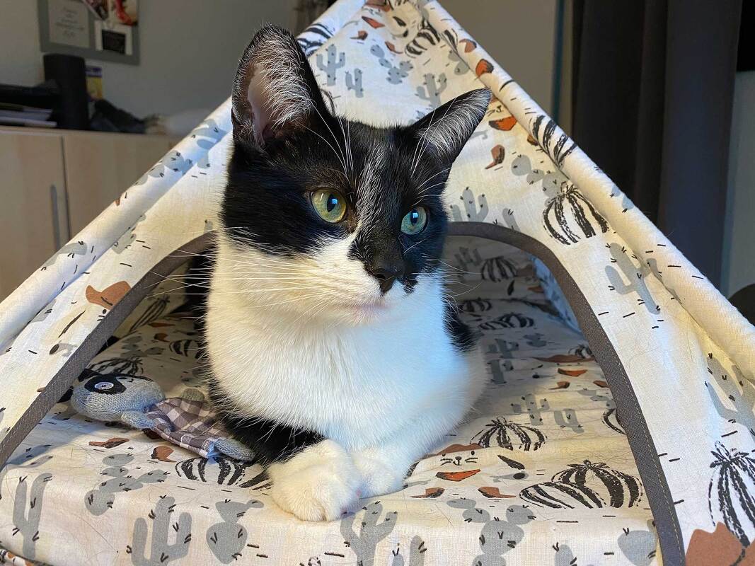 Katzenzelt selber nähen