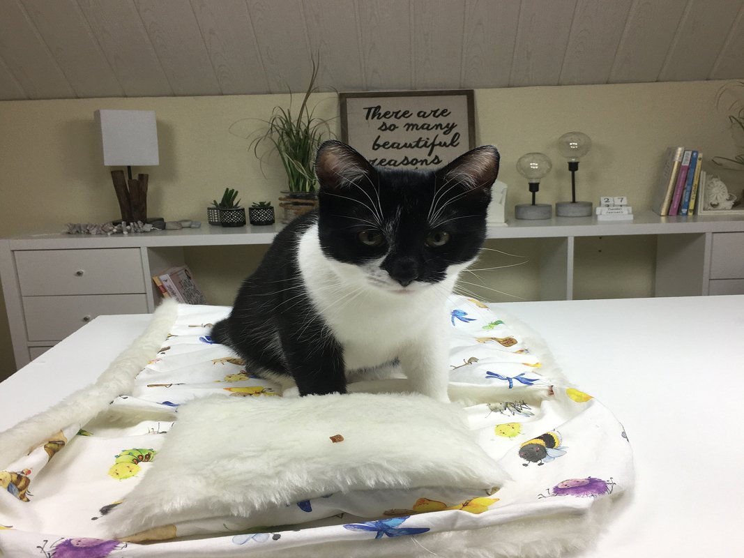 Katzenschlafsack nähen