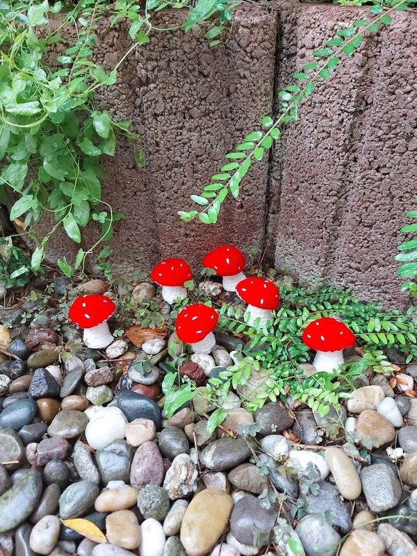 Fliegenpilz - Bild 2