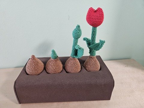 Von der Zwiebel zur Tulpe