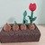 Von der Zwiebel zur Tulpe