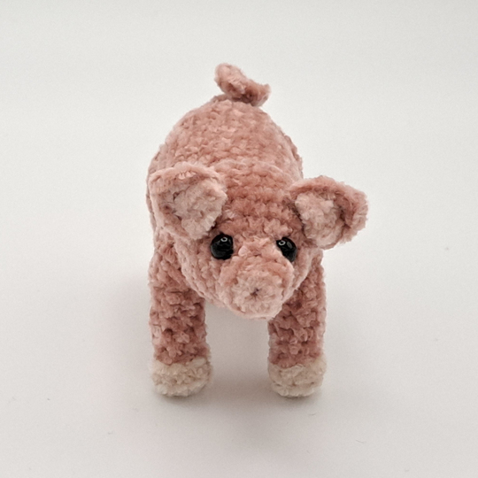 Mini Pig