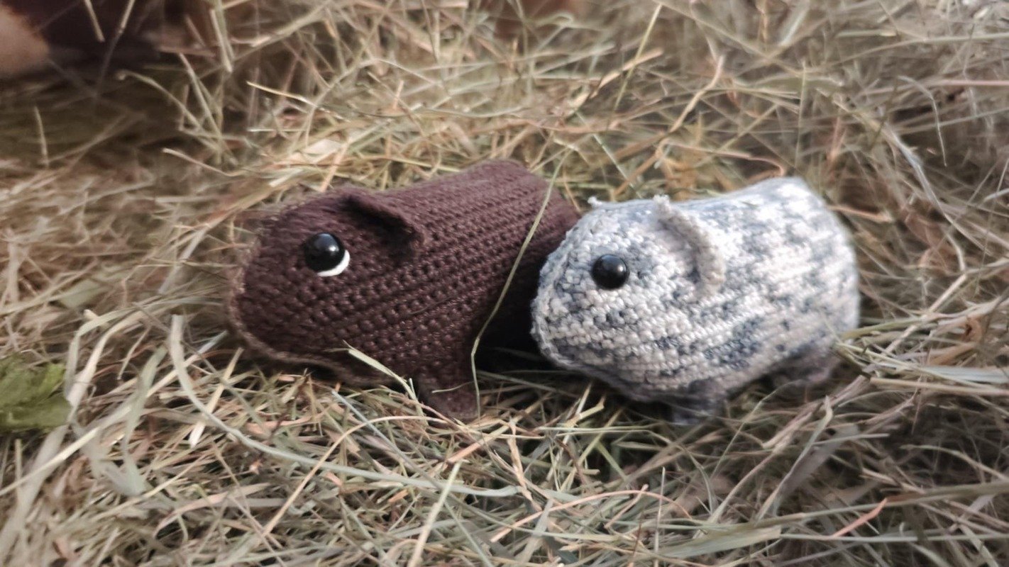 Guinea pig crochet application US terms
