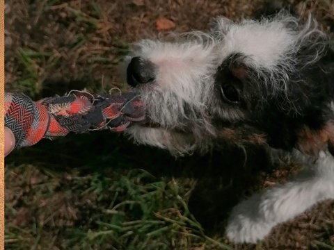 Zerrspielzeug für Hunde flechten, Bastelanleitung, PDF Datei