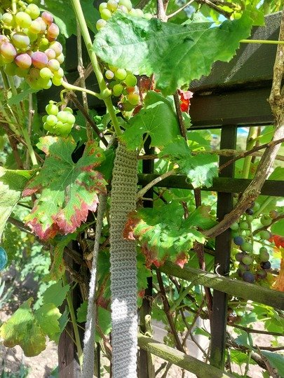 Weinglashalter Glashalter fürs Weinfest Weinglastasche zum Umhängen