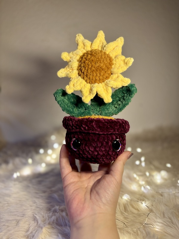 Sonnenblume Solina