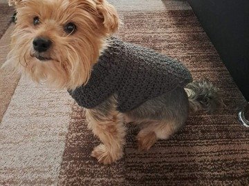 Hunde Pullover