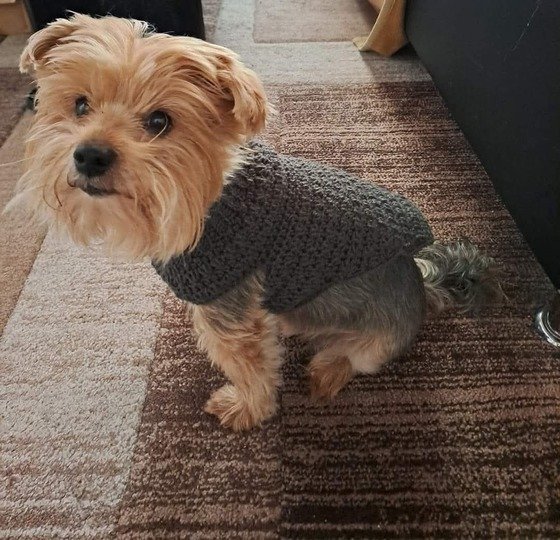 Doggy Sweater