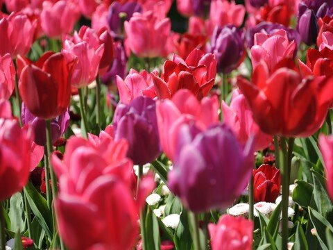 KAL - Osterüberraschung in Doubleface