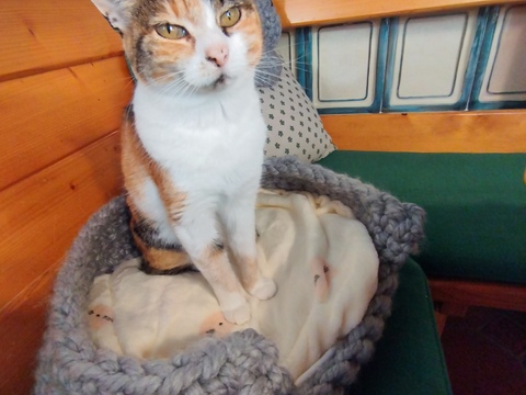 Fingerhäkeln gemützlichen Katzenkorb