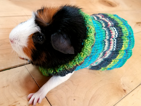 Easy Guinea Pig Sweater For Knitters