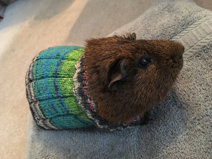 Easy Guinea Pig Sweater For Knitters