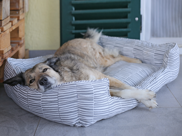 Hundebett / Katzenbett Alma - PDF Schnittmuster & Nähanleitung mit Video