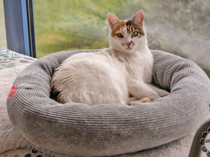 Cat Bed / Dog Bed - PDF Sewing Pattern & Instructions with Video